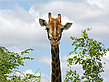 Fotos Giraffe | 