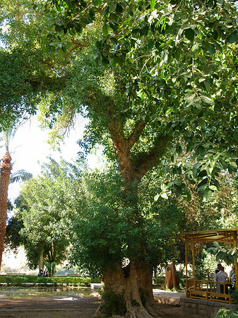 Fotos Bäume | Aswan