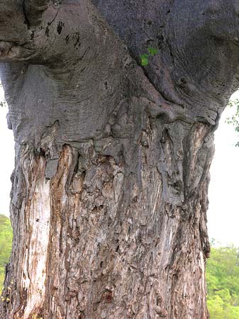 Dicker Baum Foto 
