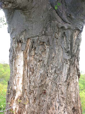 Dicker Baum