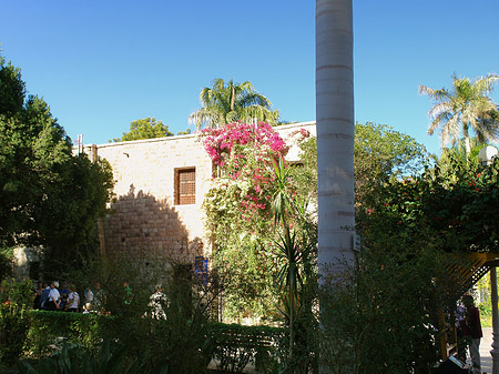 Fotos Bäume | Aswan