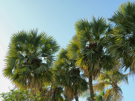 Palmen