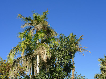 Foto Palmen