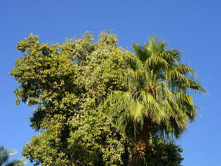 Foto Palmen - Aswan