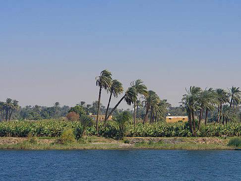 Palmen Foto 