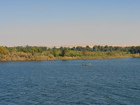 Palmen