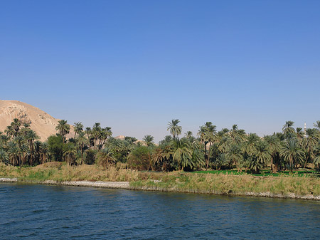 Palmen
