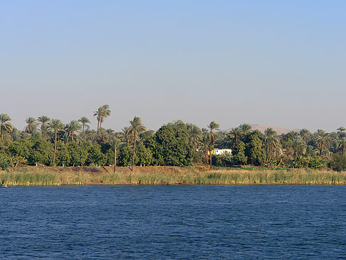Palmen Foto 