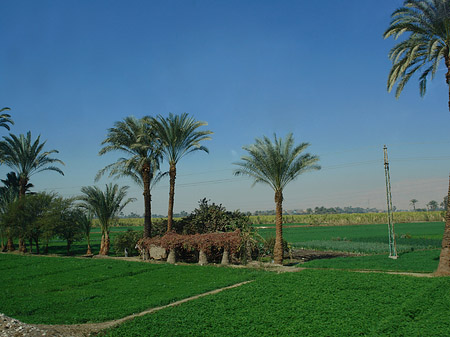 Foto Fahrt von den Kolossen nach Luxor