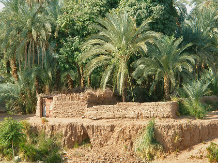 Palmen