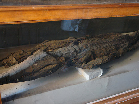 Fotos Krokodil