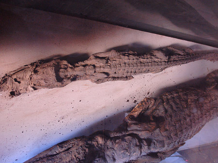 Fotos Krokodil | Kôm Ombo