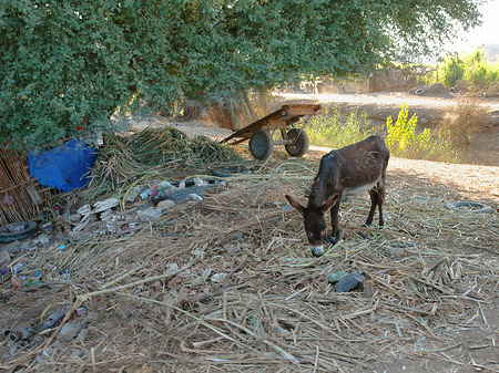 Tiere Foto 