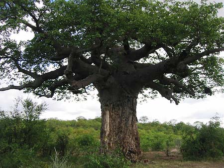 Fotos Baum mit dicken Ästen
