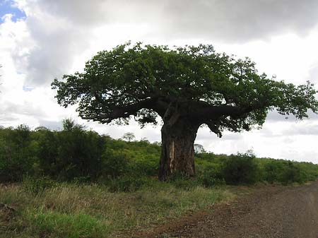Fotos Baum mit dicken Ästen