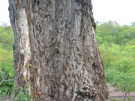 Dicker Baum Fotos