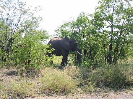 Foto Elefanten hinter den Büschen
