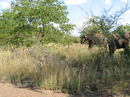 Elefant Fotos