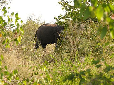 Foto Elefant - 