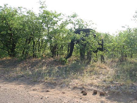 Elefant Foto 