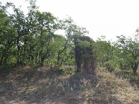 Elefant