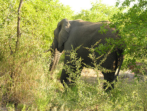 Elefant Fotos