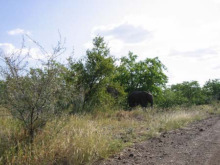 Elefant Foto 