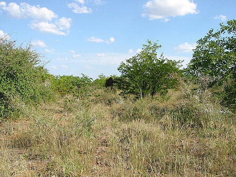 Fotos Elefant