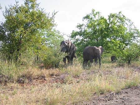 Fotos Elefant | 