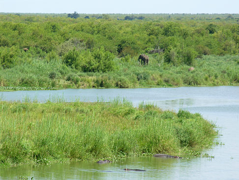 Elefanten am Wasser Foto 
