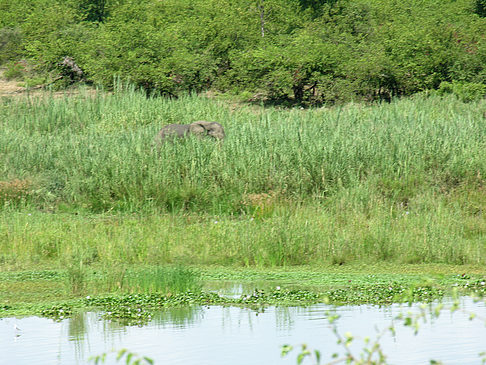 Fotos Elefanten am Wasser