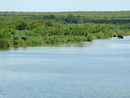 Foto Elefanten im Wasser - 