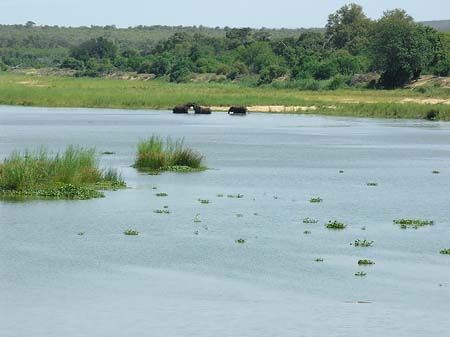 Foto Elefanten im Wasser - 