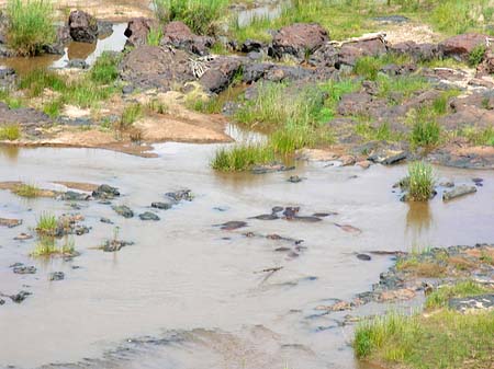 Fluss in Olifants Foto 