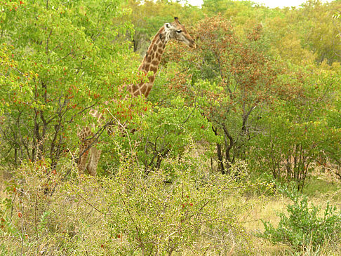 Fotos Giraffe