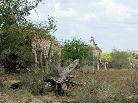 Foto Giraffe
