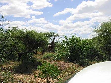 Giraffe Fotos