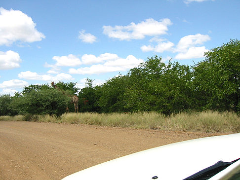 Giraffe Foto 