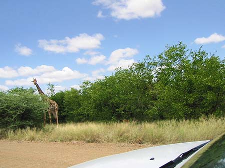 Giraffe Fotos