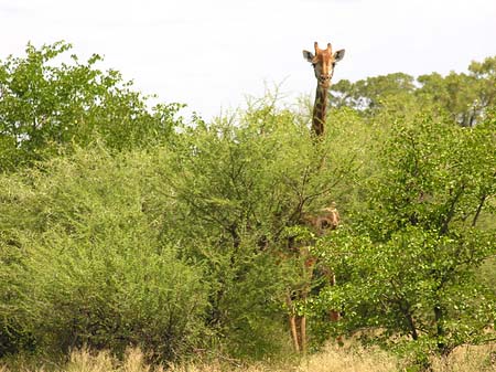 Fotos Giraffe