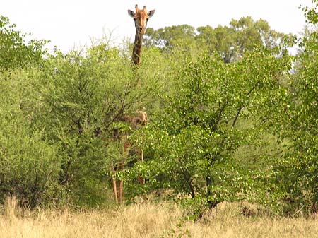 Foto Giraffe