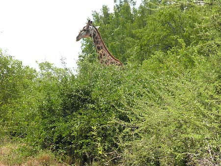 Giraffe Fotos