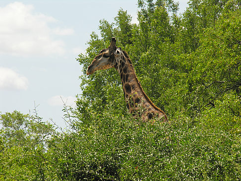Giraffe Foto 