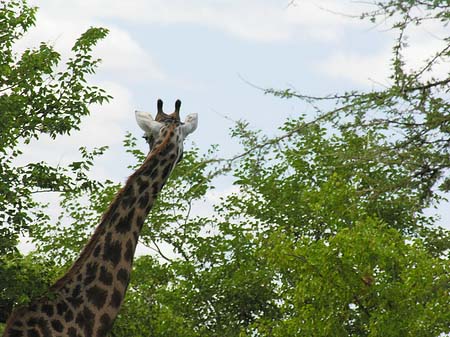 Foto Giraffe - 