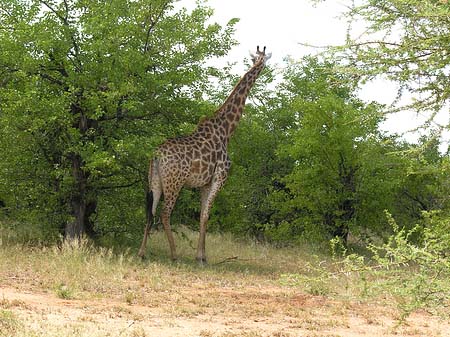 Giraffe Foto 