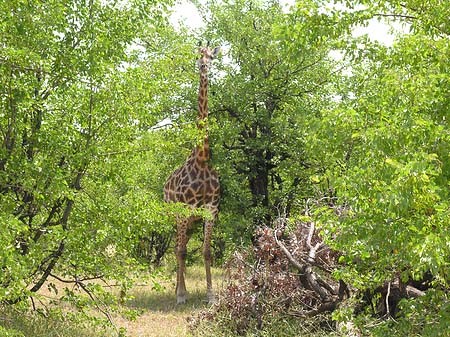 Giraffe Foto 