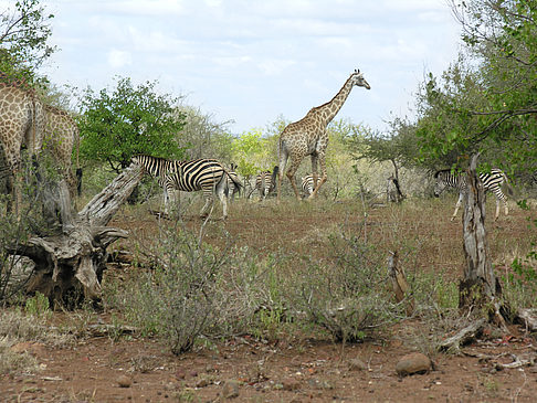 Foto Giraffe