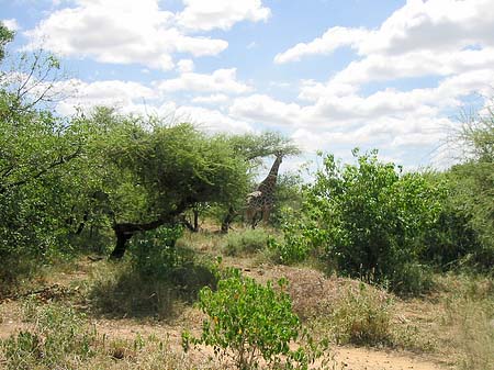 Giraffe Foto 