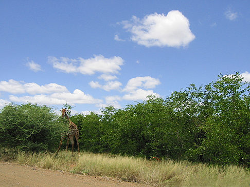 Fotos Giraffe | 