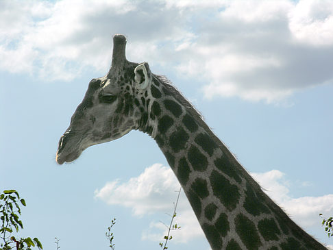 Fotos Giraffe | 
